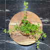 Load image into Gallery viewer, Pisces Enterprises Tank Topper Green Pennywort Aquaponic Pot - Tank Topper