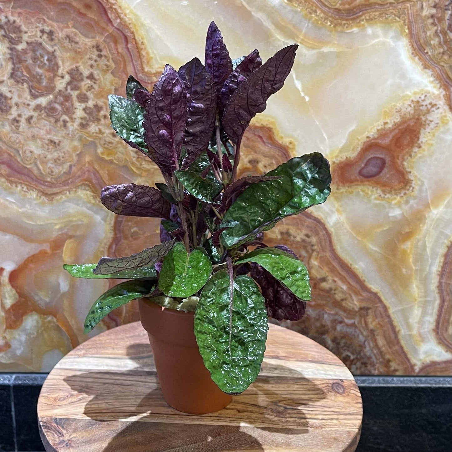 Pisces Enterprises Tank Topper Purple Waffle Aquaponic Pot - Tank Topper