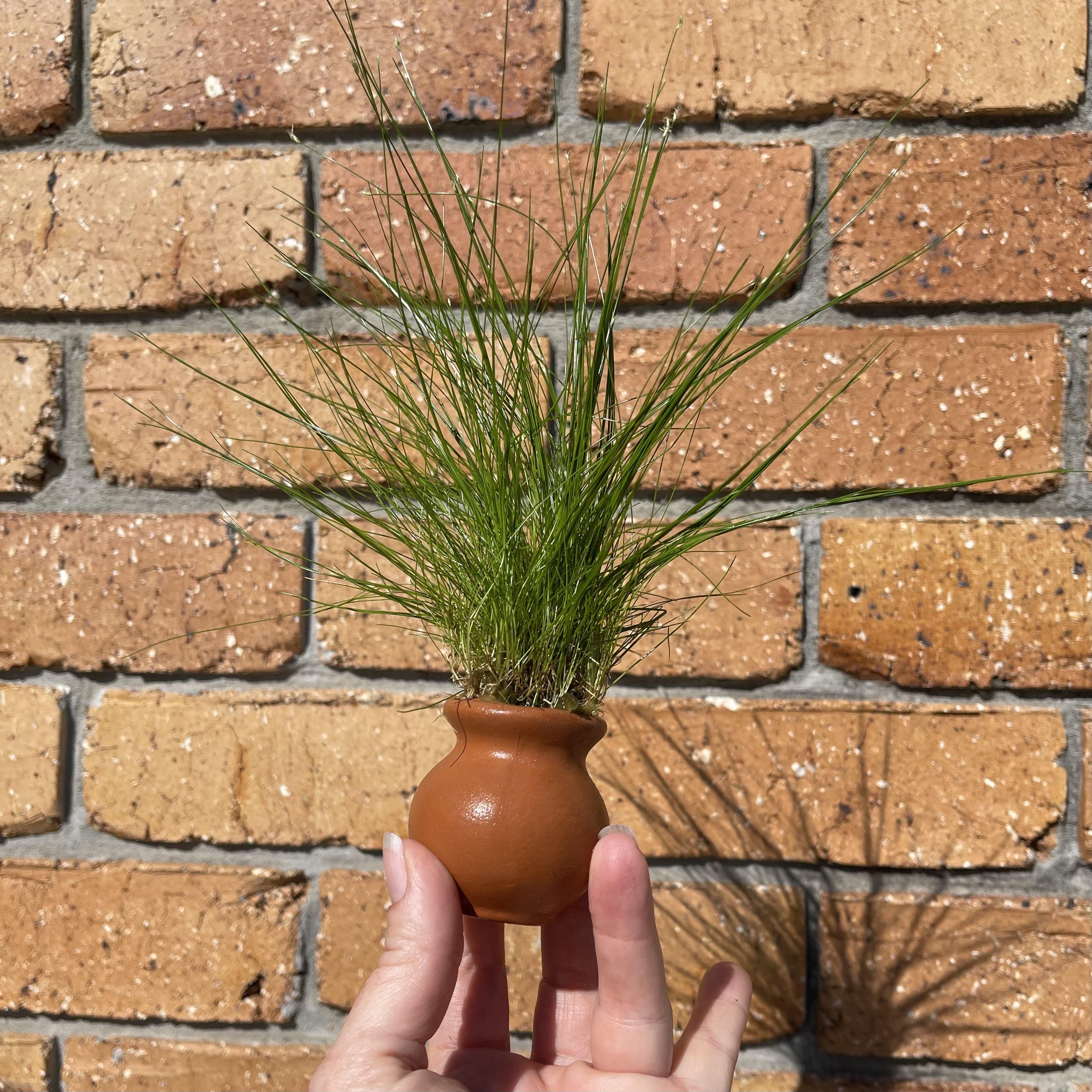 Pisces Enterprises Terracotta Creation Hairgrass Vase Urn