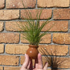 Pisces Enterprises Terracotta Creation Hairgrass Vase Urn