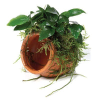 Pisces Enterprises Terracotta Creation Large Terracotta Urn ~ Paco & Fontinalis