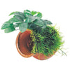 Load image into Gallery viewer, Pisces Enterprises Terracotta Creation Small Terracotta Urn ~ Anubias Nana &amp; Fontinalis