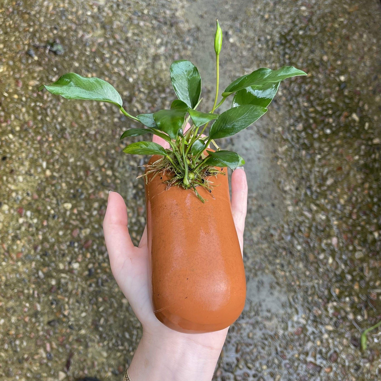 Pisces Enterprises Terracotta Creation Terracotta Breeding Cave with Anubias