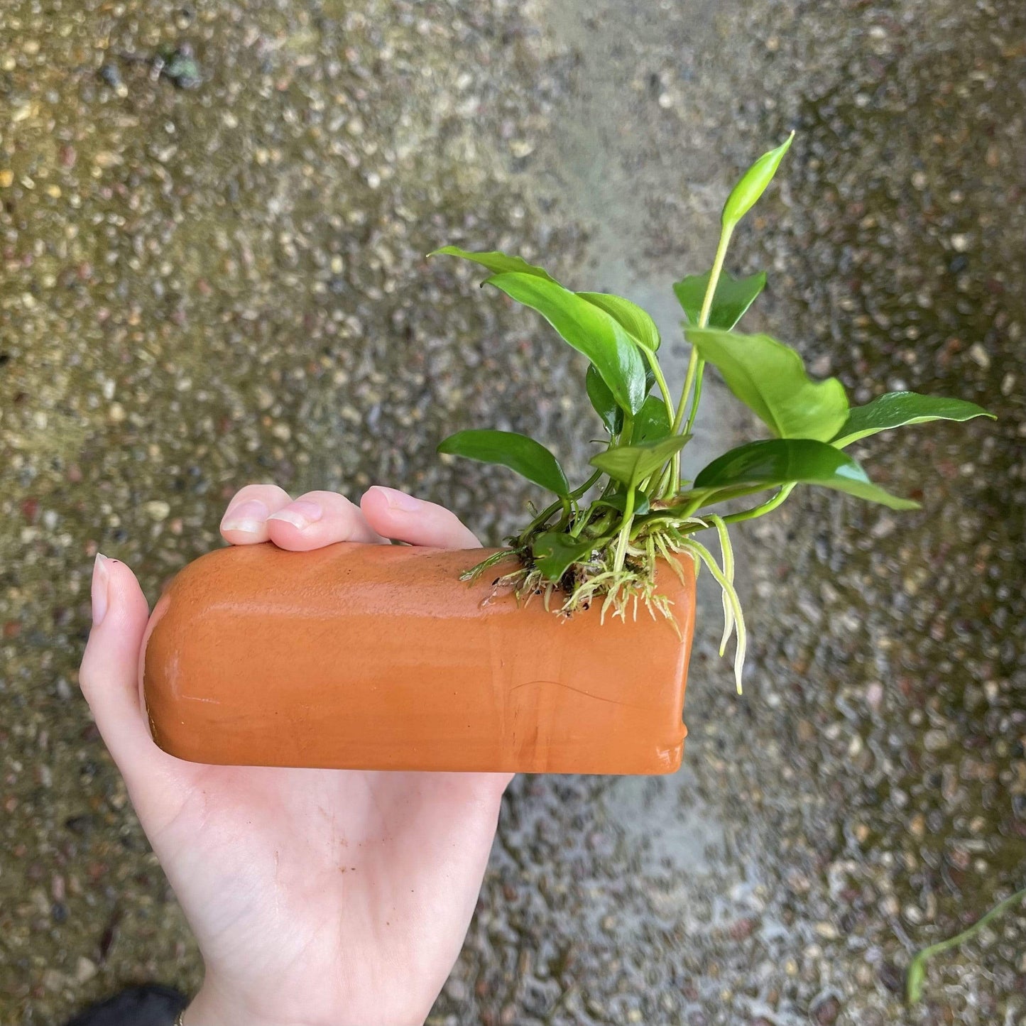 Pisces Enterprises Terracotta Creation Terracotta Breeding Cave with Anubias