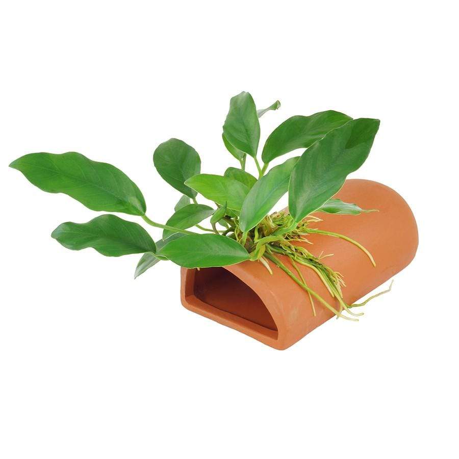 Pisces Enterprises Terracotta Creation Terracotta Breeding Cave with Anubias