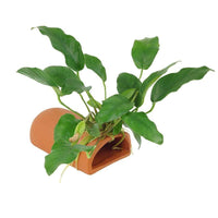 Pisces Enterprises Terracotta Creation Terracotta Breeding Cave with Anubias