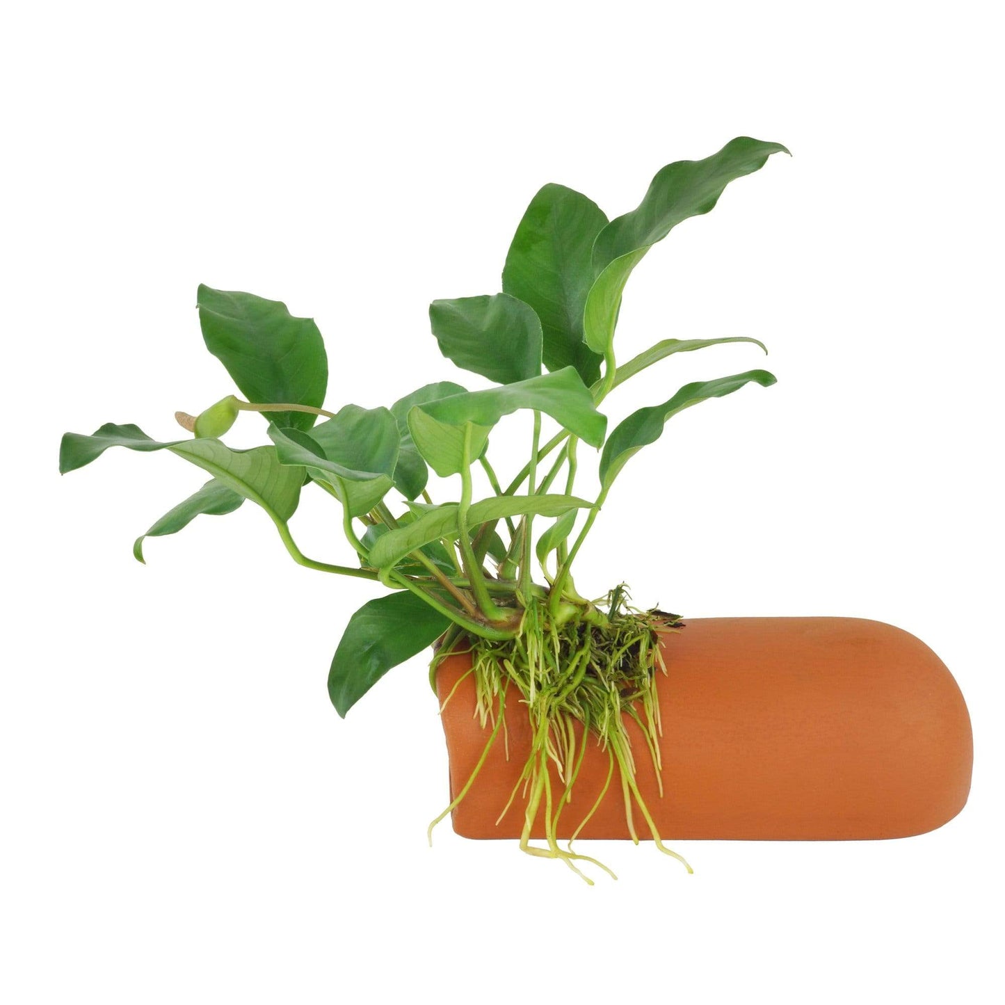 Pisces Enterprises Terracotta Creation Terracotta Breeding Cave with Anubias