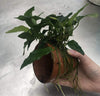 Pisces Enterprises Terracotta Creation Terracotta Plant Pot with Anubias