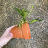 Pisces Enterprises Terracotta Creation Terracotta Plant Pot with Anubias