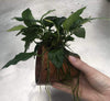 Pisces Enterprises Terracotta Creation Terracotta Plant Pot with Anubias