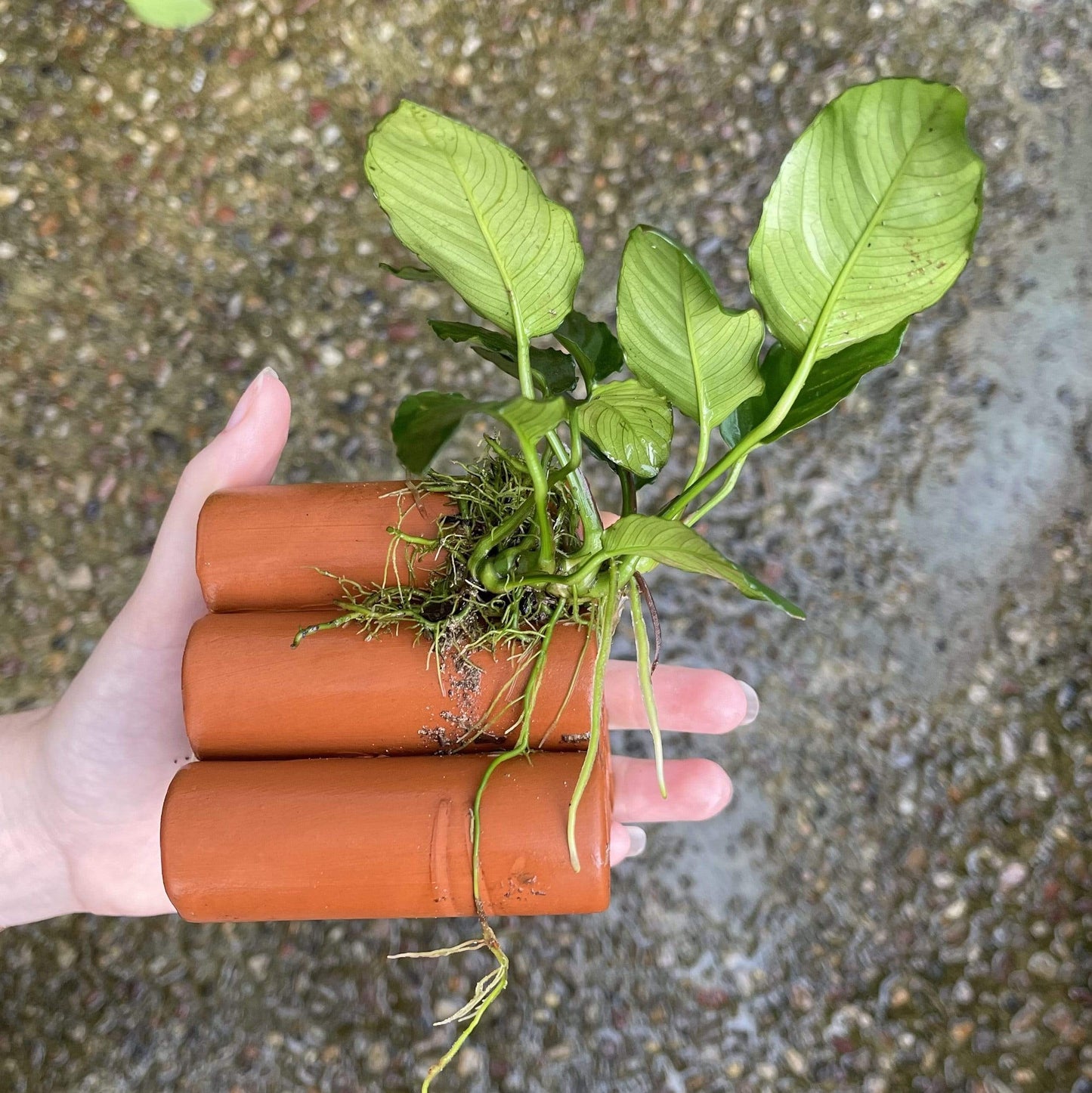 Pisces Enterprises Terracotta Creation Terracotta Shrimp Tubes with Anubias