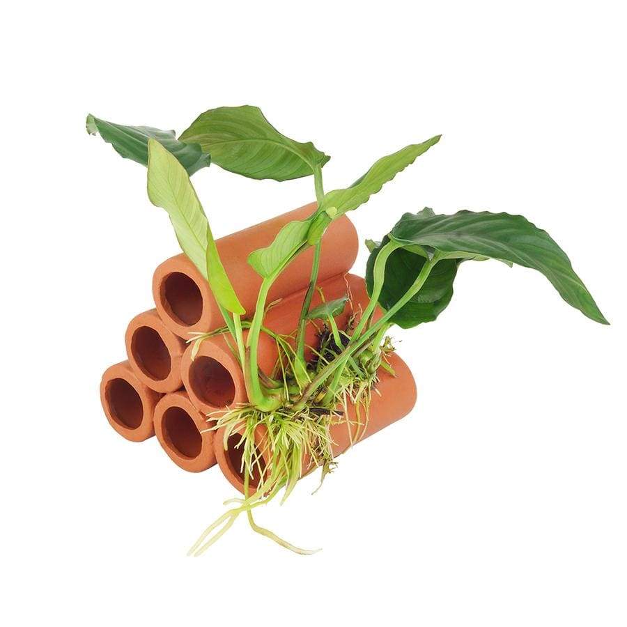 Pisces Enterprises Terracotta Creation Terracotta Shrimp Tubes with Anubias