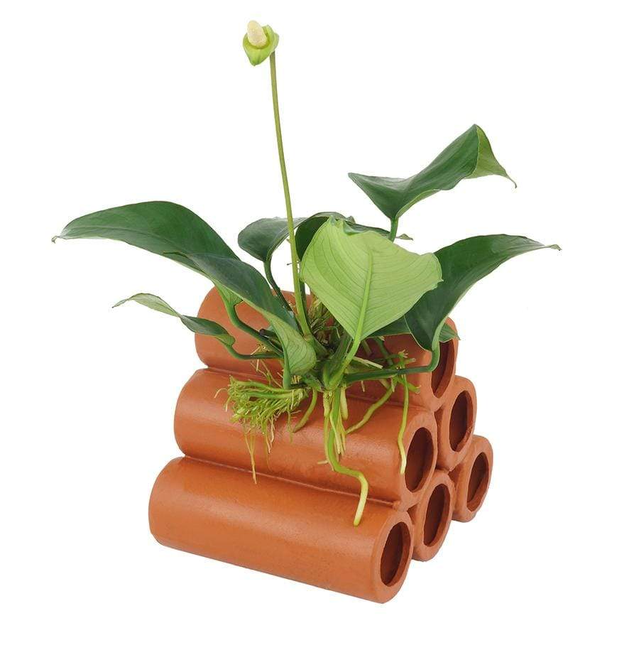 Pisces Enterprises Terracotta Creation Terracotta Shrimp Tubes with Anubias