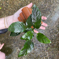 Pisces Enterprises Terracotta Creation Terracotta Shrimp Tubes with Anubias