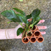 Pisces Enterprises Terracotta Creation Terracotta Shrimp Tubes with Anubias