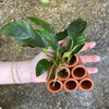 Pisces Enterprises Terracotta Creation Terracotta Shrimp Tubes with Anubias