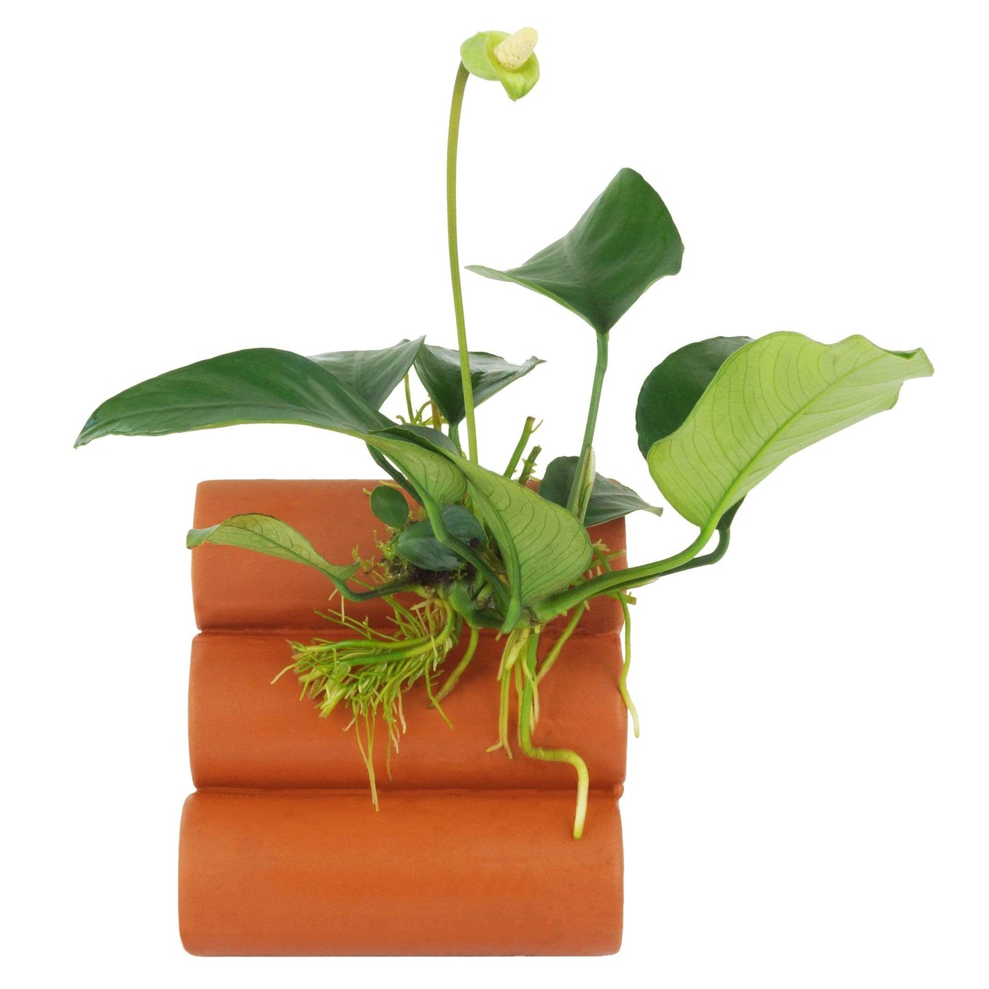 Pisces Enterprises Terracotta Creation Terracotta Shrimp Tubes with Anubias