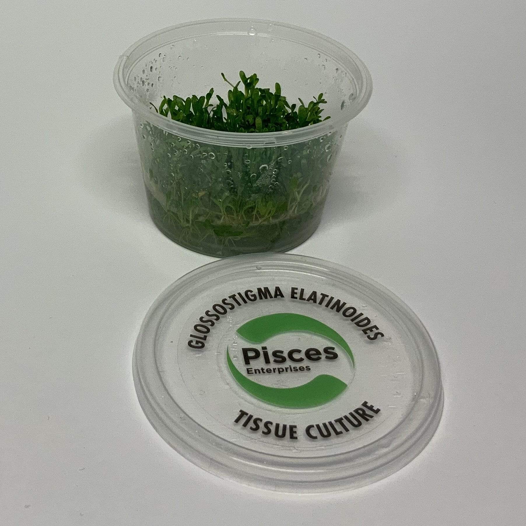 Pisces Enterprises Tissue Culture Glossostigma elatinoides Tissue Culture