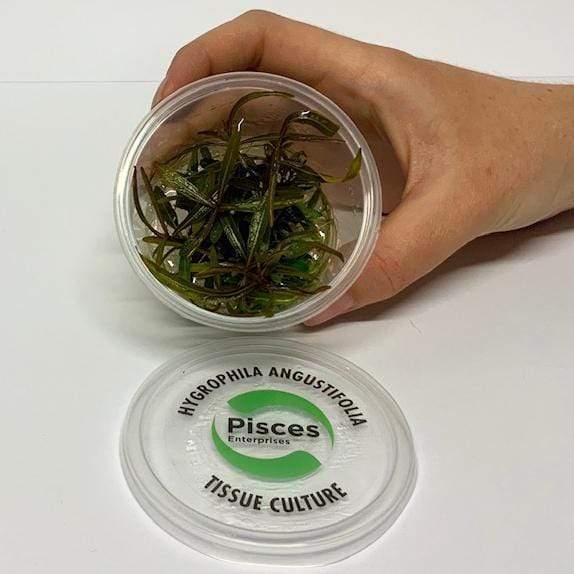 Pisces Enterprises Tissue Culture Hygrophila lancea ‘Araguaia’ Tissue Culture