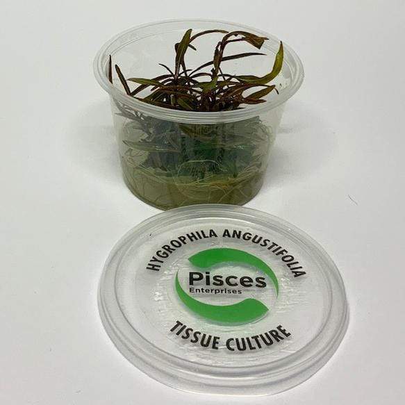 Pisces Enterprises Tissue Culture Hygrophila lancea ‘Araguaia’ Tissue Culture