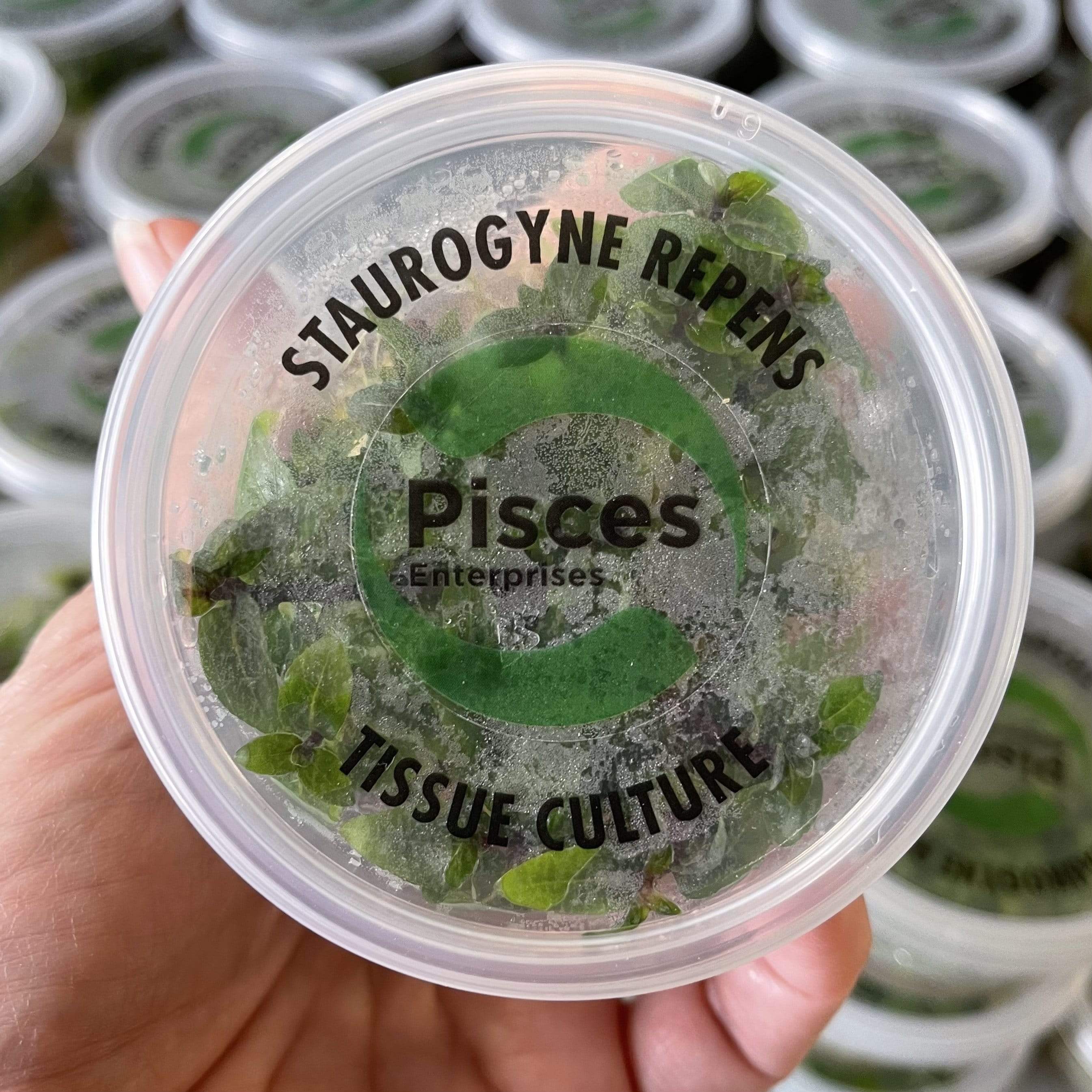 Pisces Enterprises Tissue Culture Staurogyne Tissue Culture