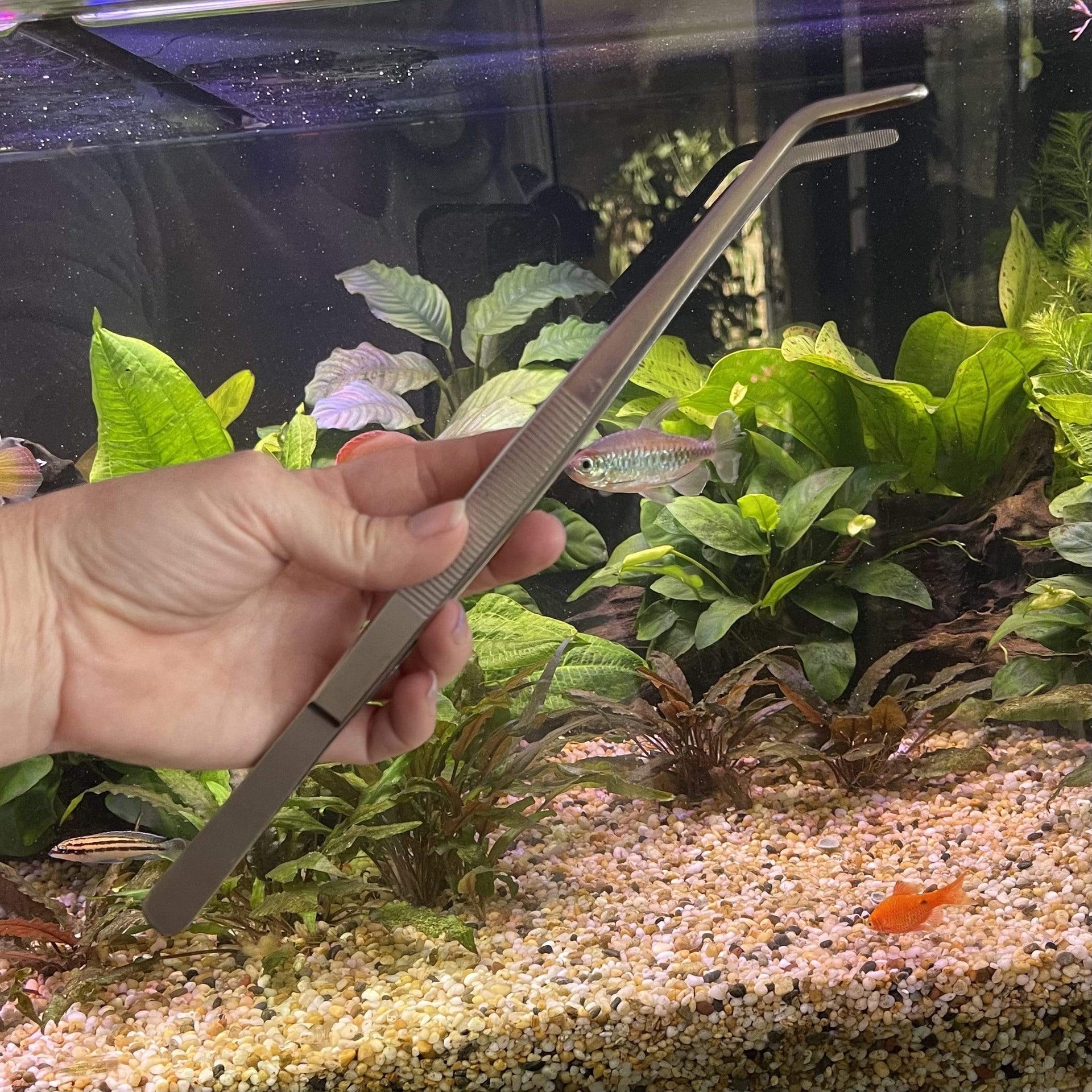 Stainless Steel Aquascaping Tools - Tweezer, Scissors, Forceps