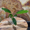 Scapeshop.com.au Bare-root Plant Anubias 'Angela' Bare-root Small Anubias Jenny Bare-root - Aquarium Plants Australia