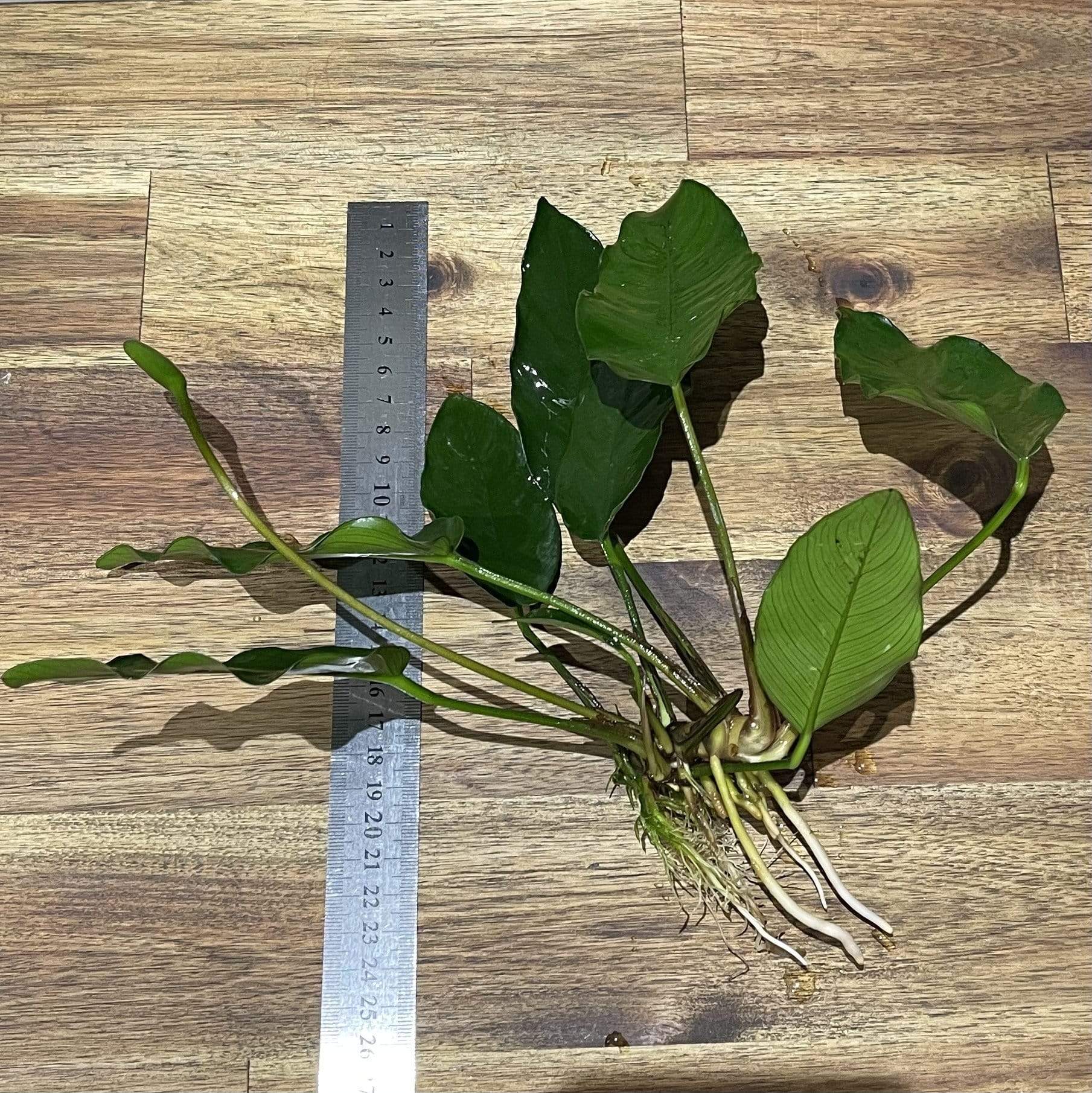 Scapeshop.com.au Bare-root Plant Anubias 'Isabelle' Bare-root Large Anubias Isabelle Bare-root - Aquarium Plants Australia