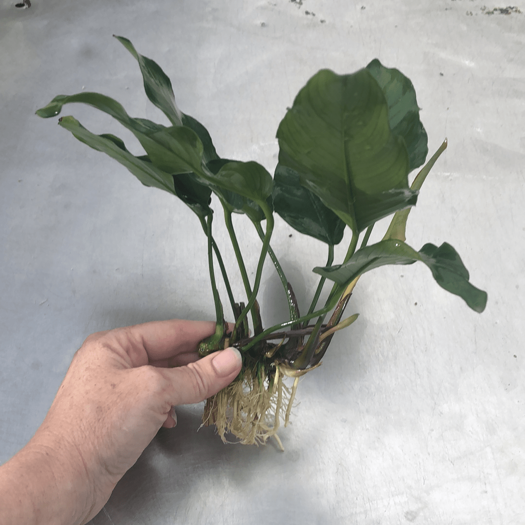 Anubias Isabelle Bare-root - Aquarium Plants Australia – Scapeshop.com.au