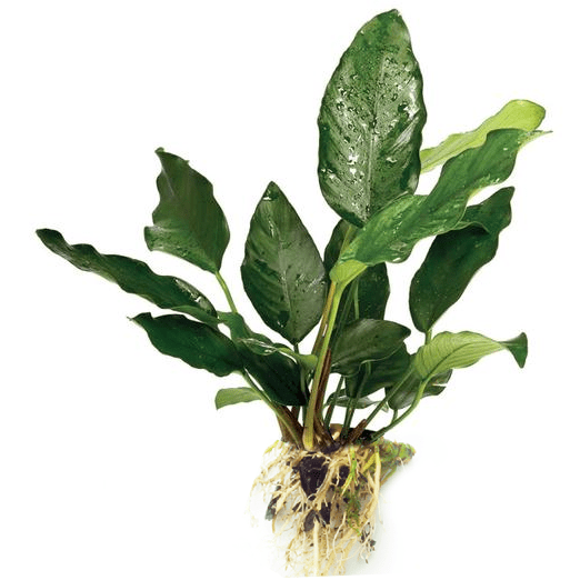 Scapeshop.com.au Bare-root Plant Anubias 'Isabelle' Bare-root Large Anubias Isabelle Bare-root - Aquarium Plants Australia