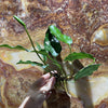Scapeshop.com.au Bare-root Plant Anubias 'Isabelle' Bare-root Large Anubias Isabelle Bare-root - Aquarium Plants Australia