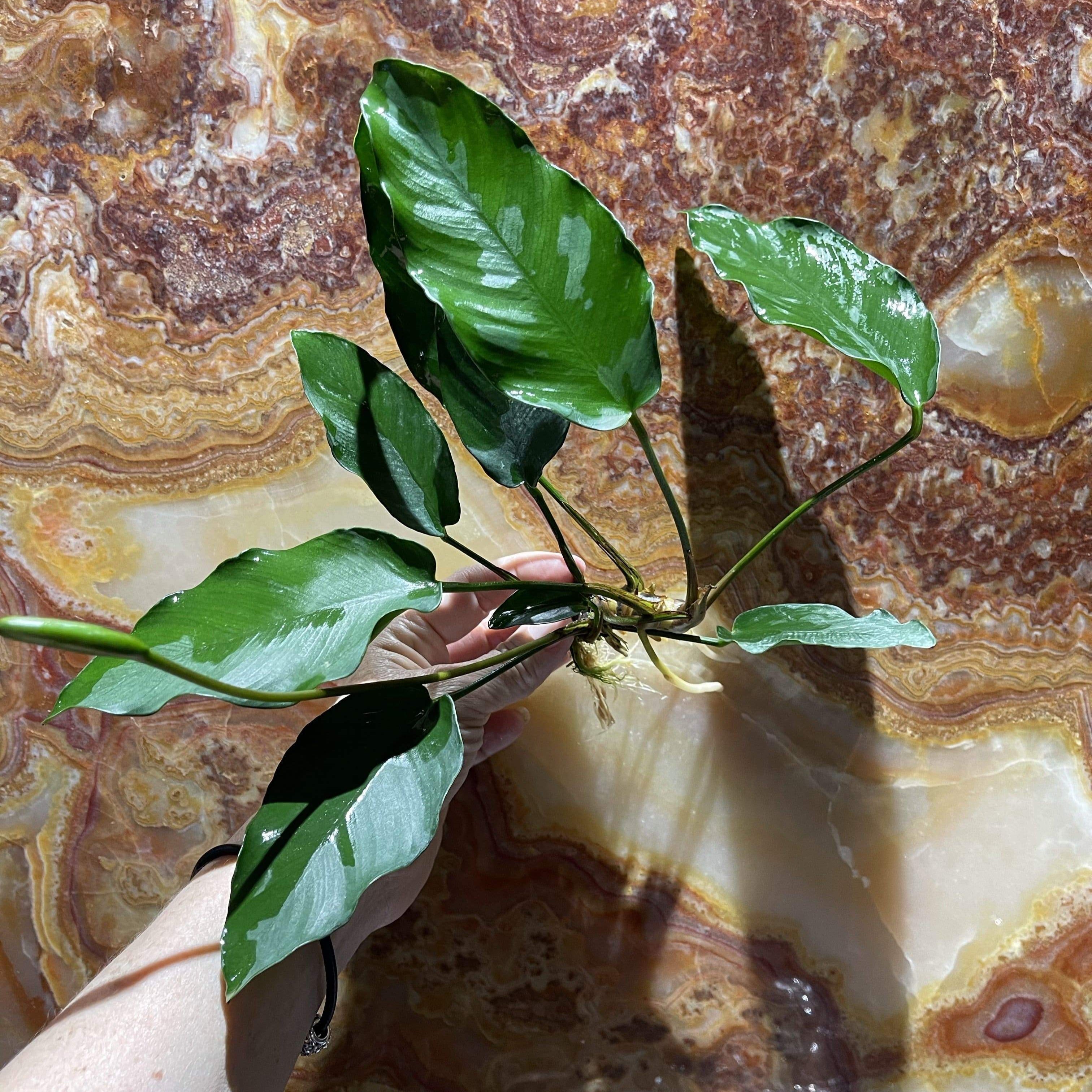 Anubias Isabelle Bare-root - Aquarium Plants Australia – Scapeshop.com.au