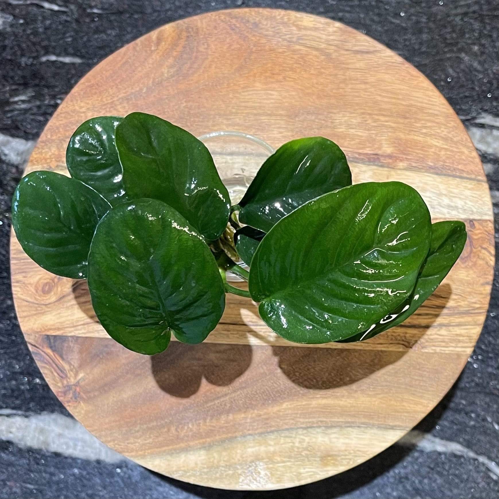 Scapeshop.com.au Bare-root Plant Anubias 'Jenny' Bare-root Large Anubias Jenny Bare-root - Aquarium Plants Australia