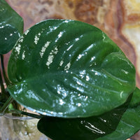 Scapeshop.com.au Bare-root Plant Anubias 'Jenny' Bare-root Large Anubias Jenny Bare-root - Aquarium Plants Australia