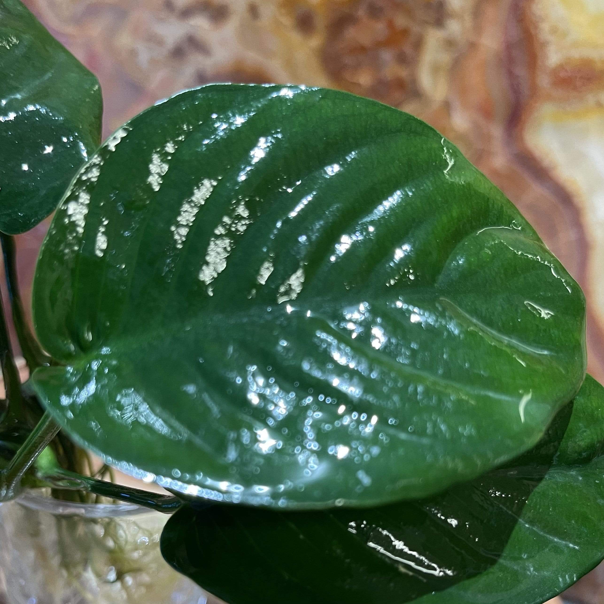 Scapeshop.com.au Bare-root Plant Anubias 'Jenny' Bare-root Large Anubias Jenny Bare-root - Aquarium Plants Australia