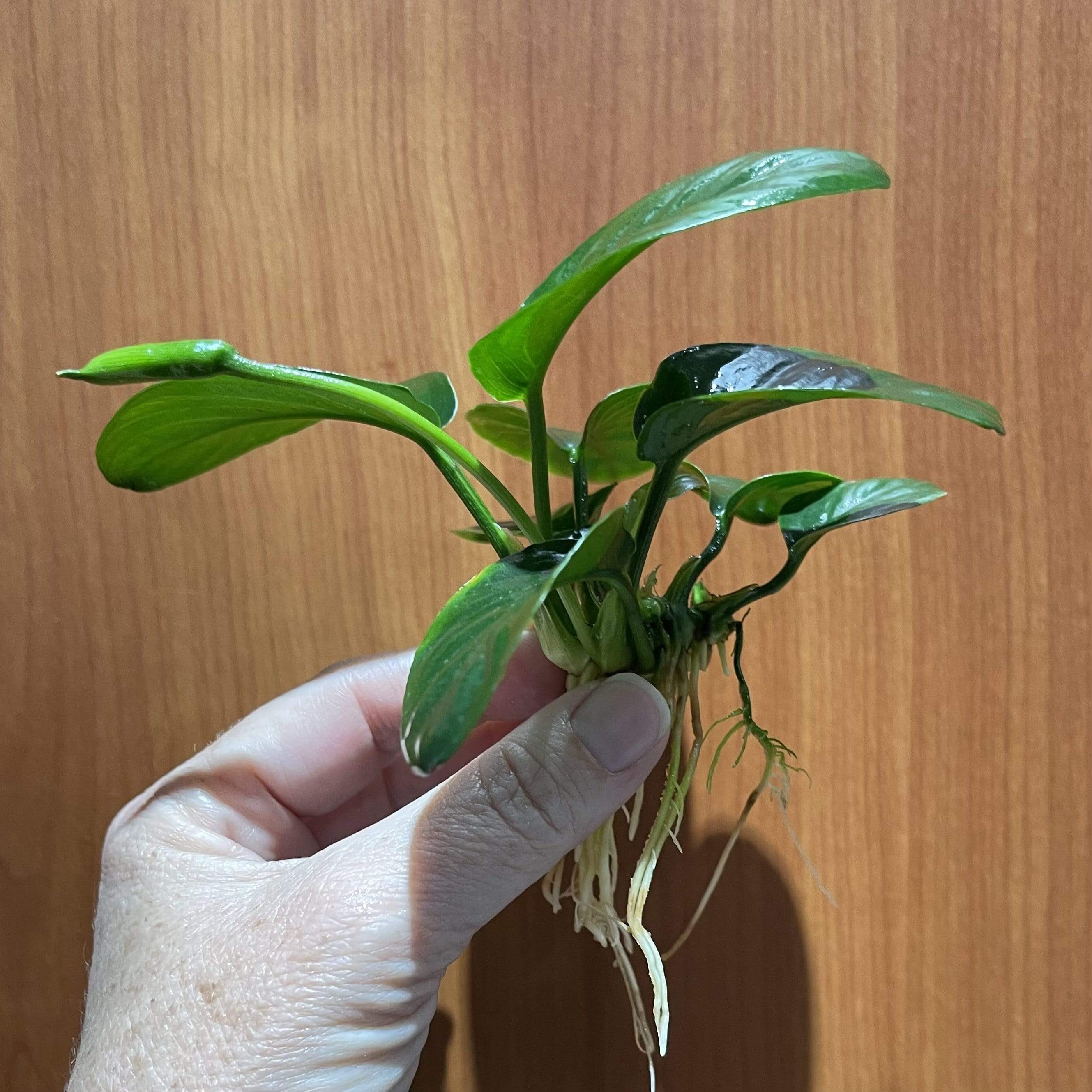 Scapeshop.com.au Bare-root Plant Anubias 'Jenny' Bare-root Large Anubias Jenny Bare-root - Aquarium Plants Australia