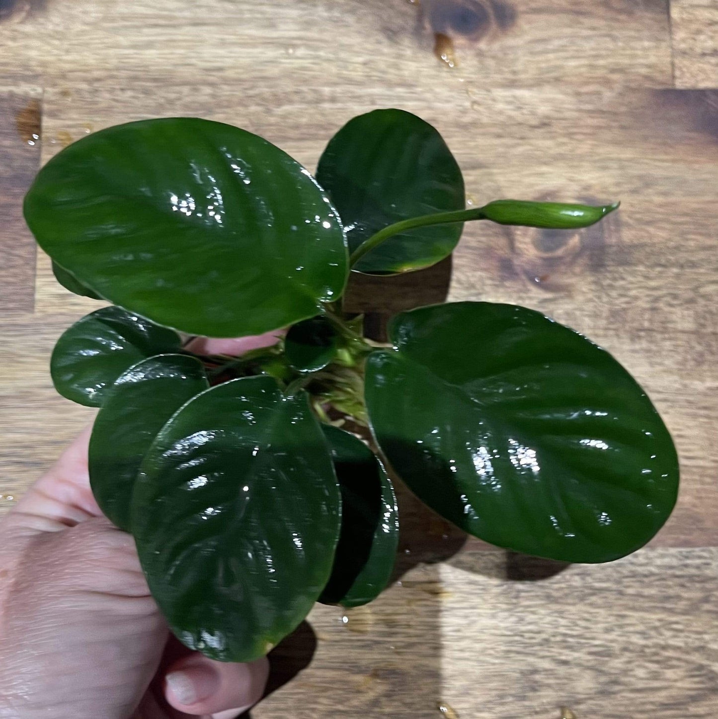 Scapeshop.com.au Bare-root Plant Anubias 'Jenny' Bare-root Large Anubias Jenny Bare-root - Aquarium Plants Australia