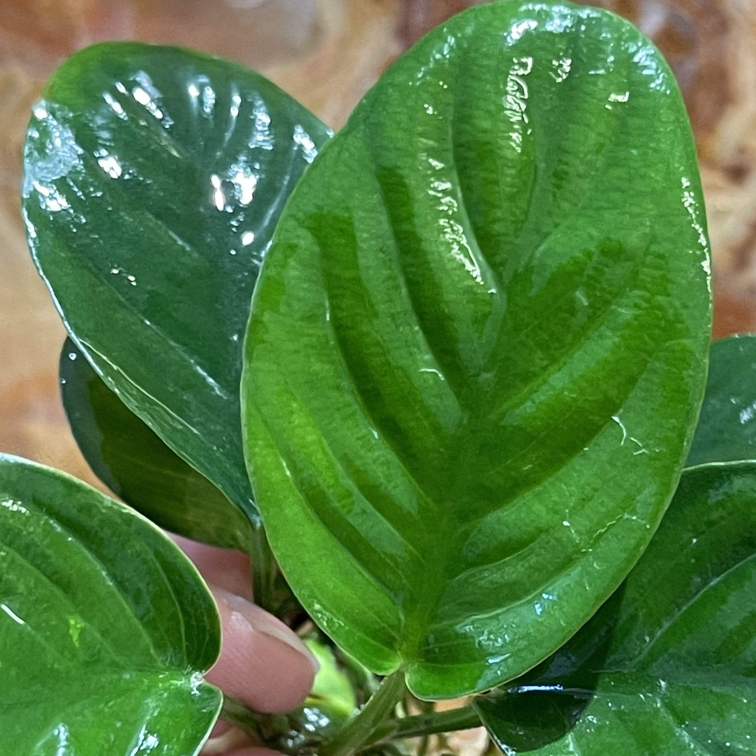 Scapeshop.com.au Bare-root Plant Anubias 'Jenny' Bare-root Small Anubias Jenny Bare-root - Aquarium Plants Australia