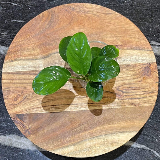 Scapeshop.com.au Bare-root Plant Anubias 'Jenny' Bare-root Small Anubias Jenny Bare-root - Aquarium Plants Australia