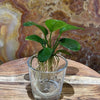 Scapeshop.com.au Bare-root Plant Anubias 'Jenny' Bare-root Small Anubias Jenny Bare-root - Aquarium Plants Australia