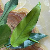 Scapeshop.com.au Bare-root Plant Anubias 'Lisa' Bare-root Large Anubias Lisa Bare-root - Aquarium Plants Australia