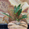 Scapeshop.com.au Bare-root Plant Anubias 'Lisa' Bare-root Large Anubias Lisa Bare-root - Aquarium Plants Australia