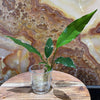 Scapeshop.com.au Bare-root Plant Anubias 'Lisa' Bare-root Small Anubias Lisa Bare-root - Aquarium Plants Australia