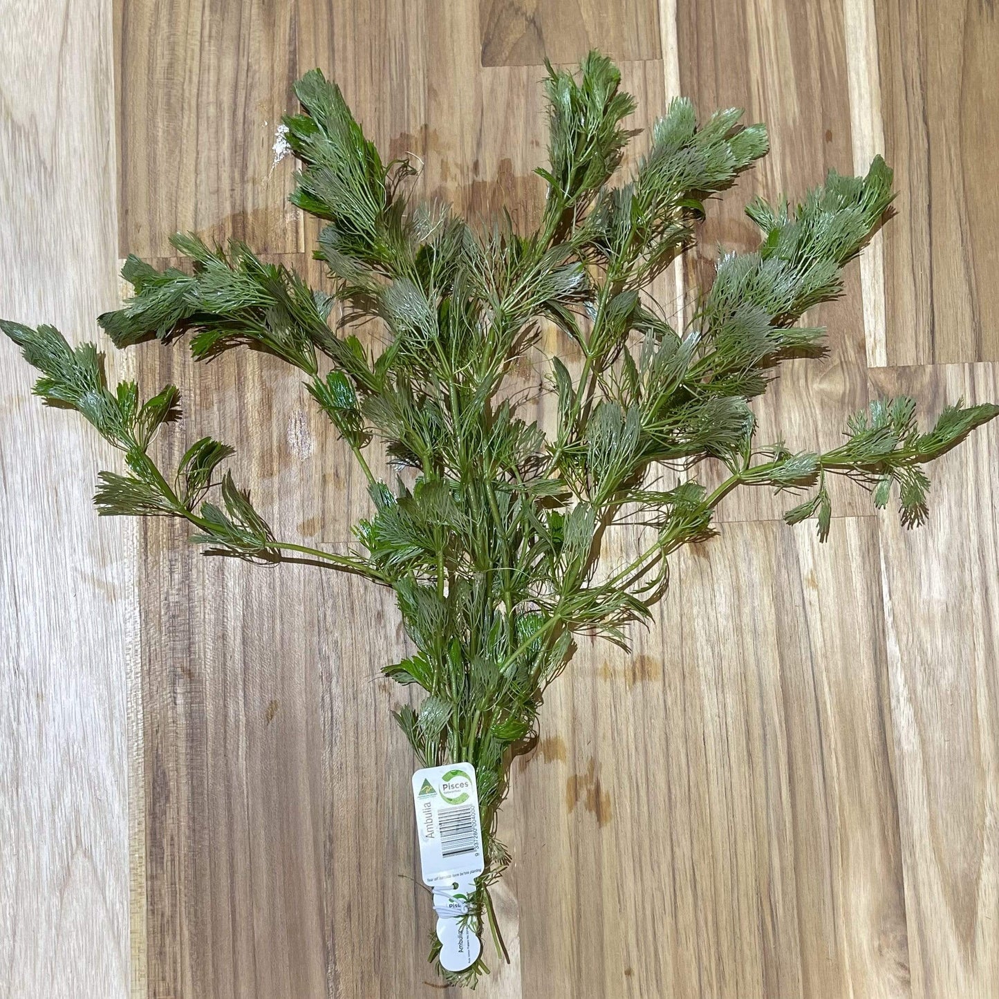 Scapeshop.com.au Bunch Plant Ambulia Bunch