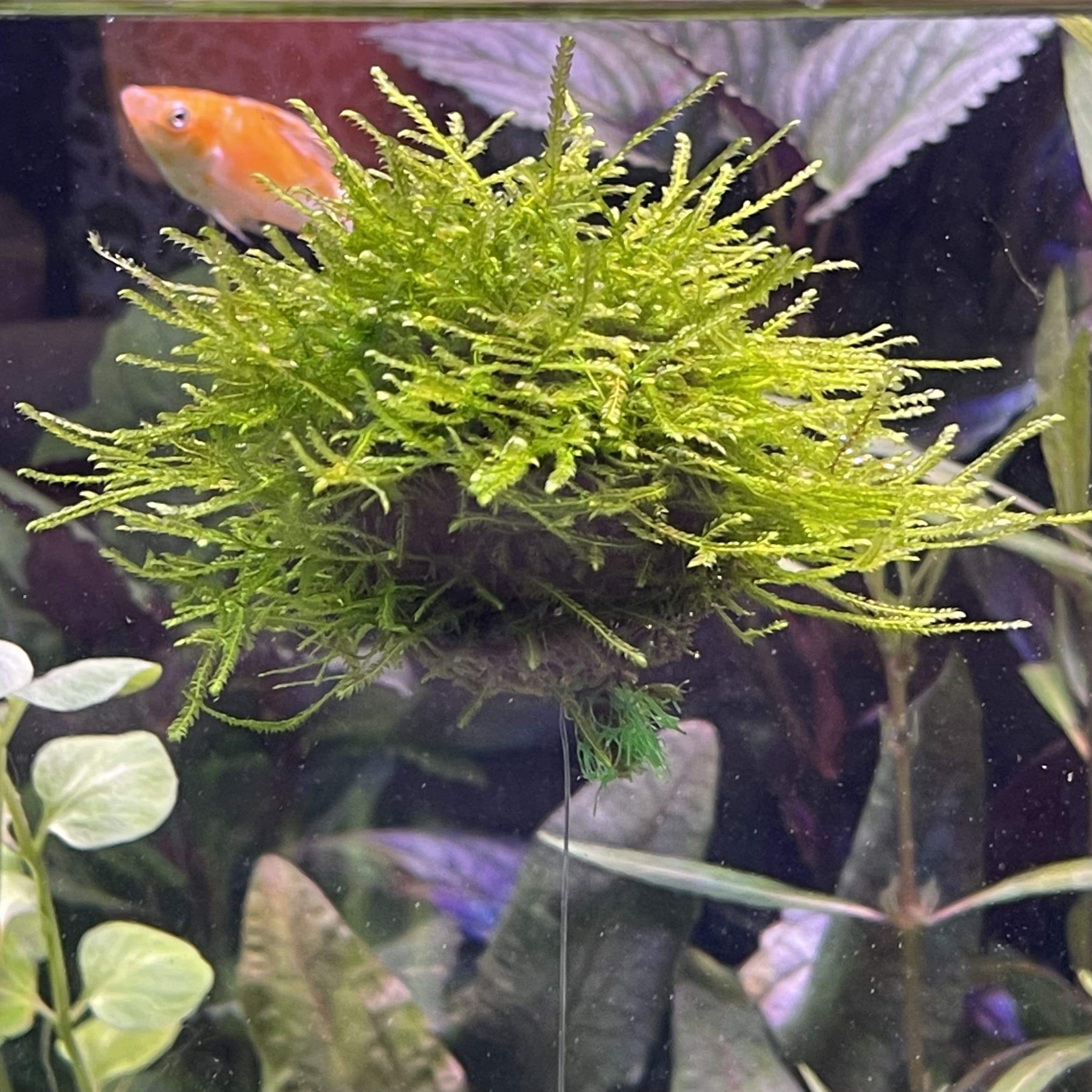 Fontinalis Topiary Ball (Java Moss) – Scapeshop.com.au