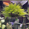 Load image into Gallery viewer, Scapeshop.com.au Floating Creation Fontinalis Topiary Ball (Java Moss)