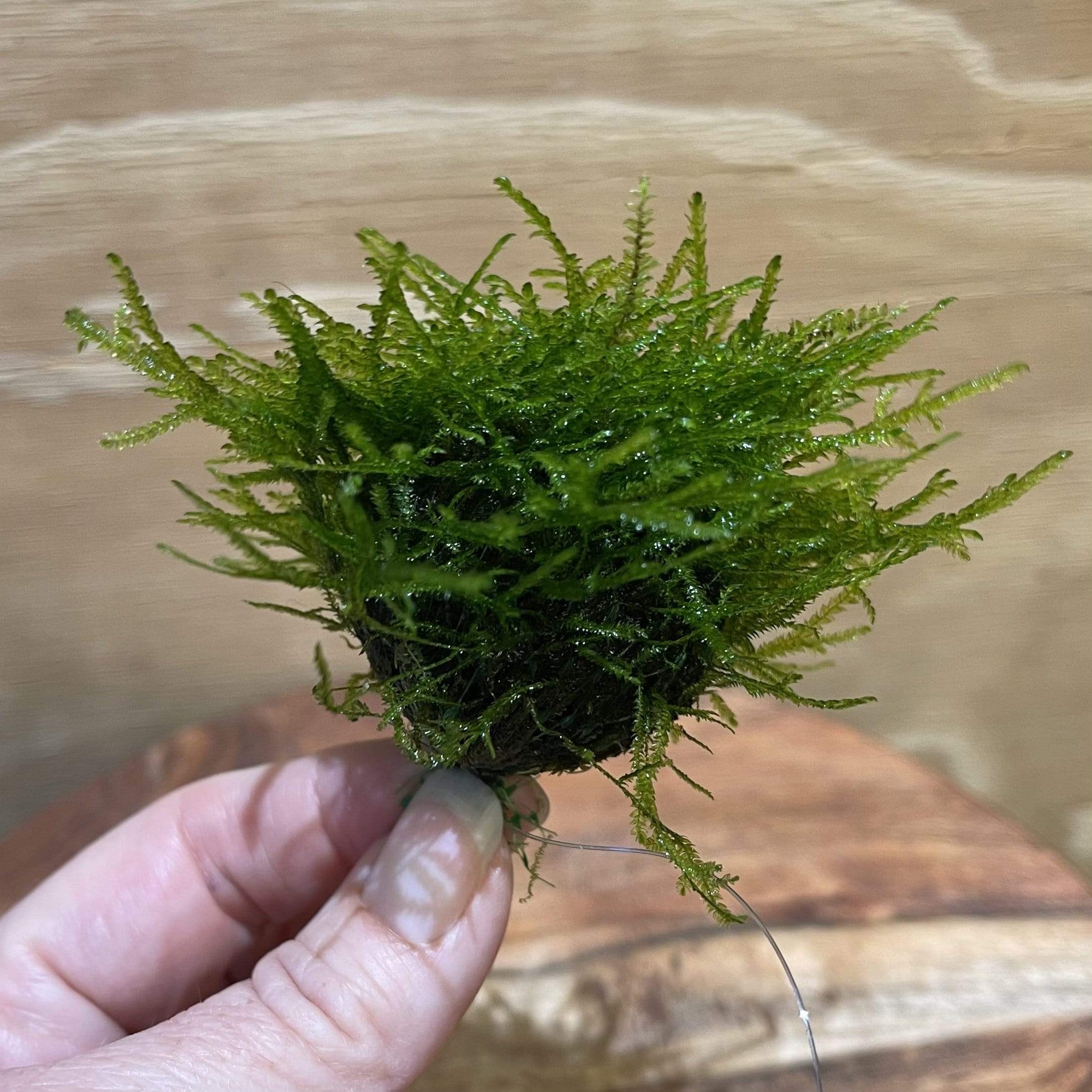 Fontinalis Topiary Ball (Java Moss) – Scapeshop.com.au