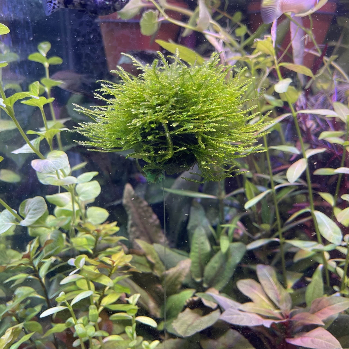 Floating Aquarium Plants - Floating Moss Creations - Scapeshop ...