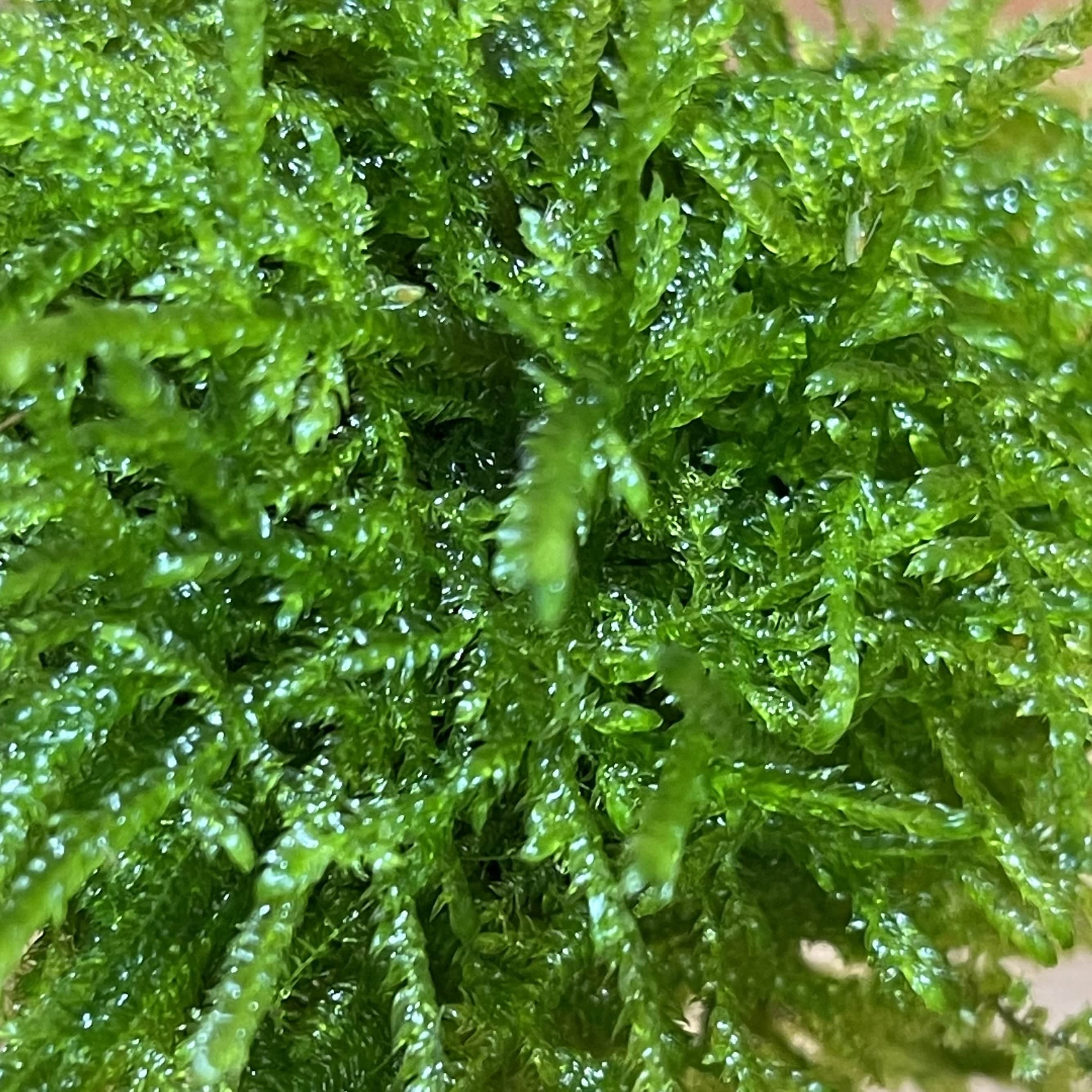 Fontinalis Topiary Ball (Java Moss) – Scapeshop.com.au