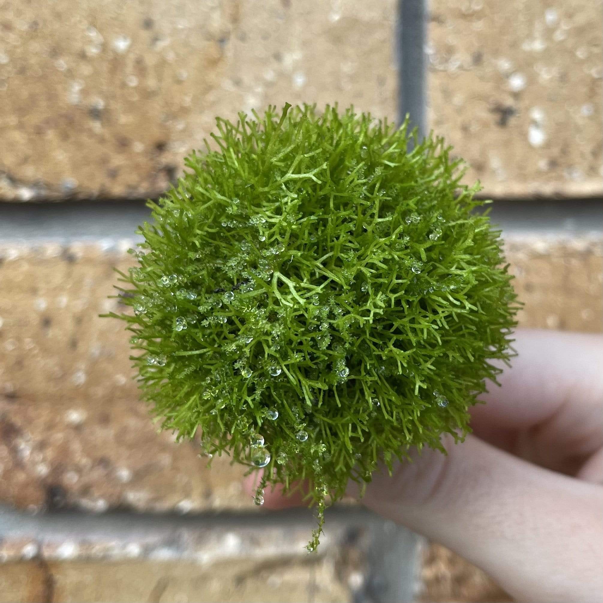 Scapeshop.com.au Floating Creation Riccia Topiary Ball (Moss)
